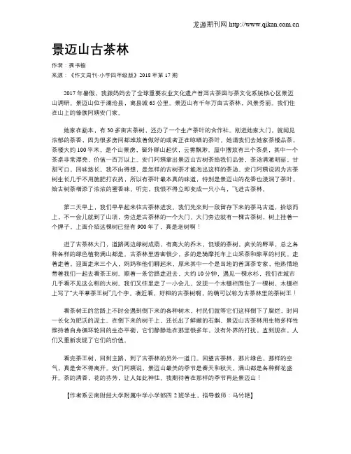 景迈山古茶林