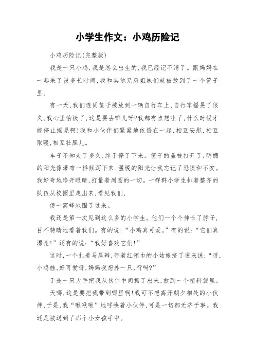 小学生作文：小鸡历险记_作文