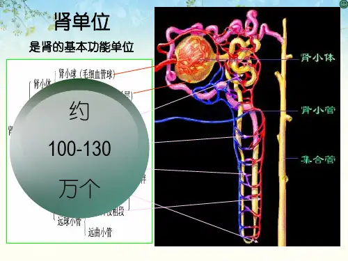 肾功能不全患者合理用药和监护