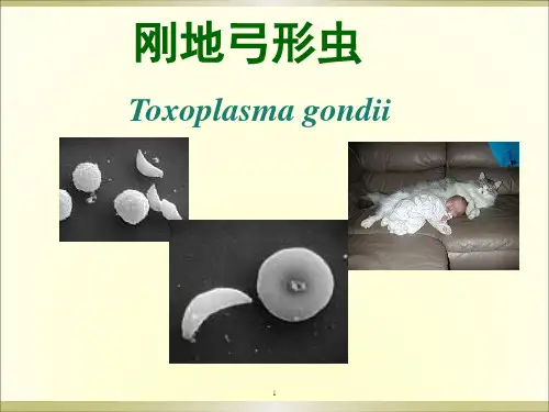 人体寄生虫学教学课件弓形虫_隐孢子虫