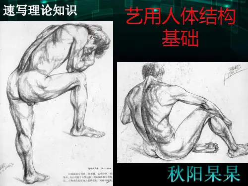 艺用人体结构基础PPT幻灯片