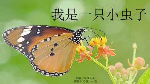 部编教材二年级下册语文《我是一只小虫子》完美课件ppt