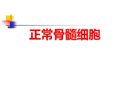 正常骨髓细胞