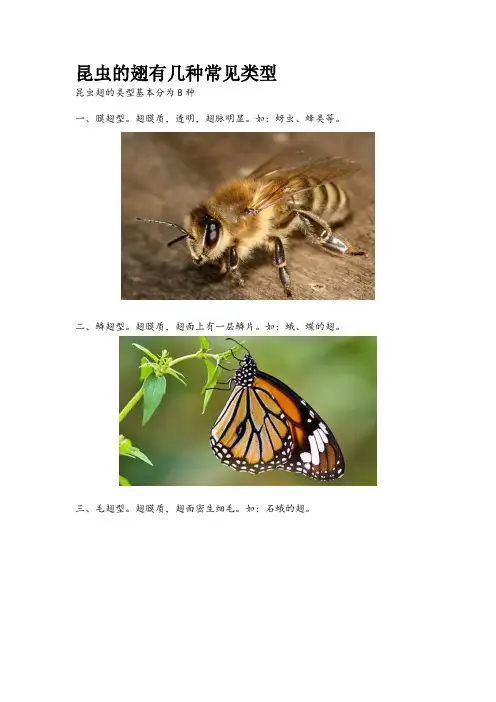 昆虫翅膀的类型