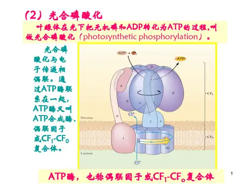 上海师范大学__植物生理学__光合作用