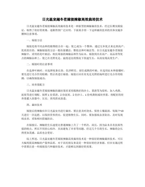 日光温室越冬茬嫁接辣椒高效栽培技术