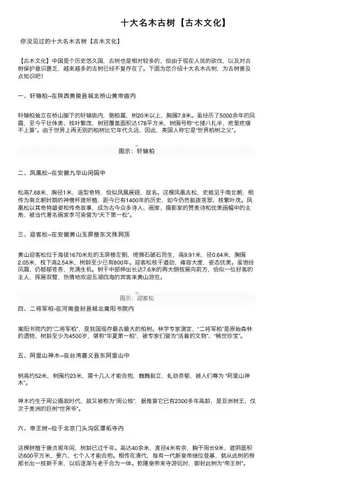 十大名木古树【古木文化】