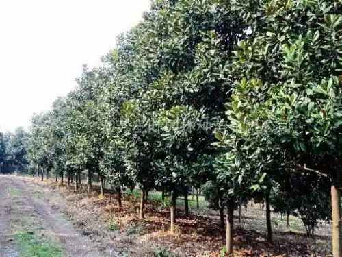 苏教版六年级语文下册《广玉兰》公开课ppt课件