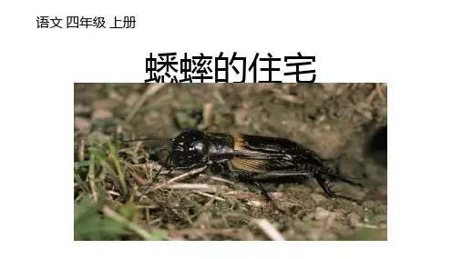 11《蟋蟀的住宅》(课件)-2024-2025学年语文四年级上册统编