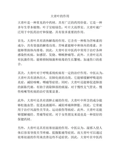 大青叶的作用