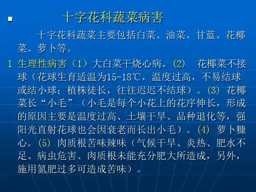 十字花科病害