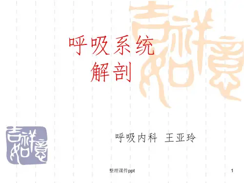 《呼吸系统解剖》PPT课件