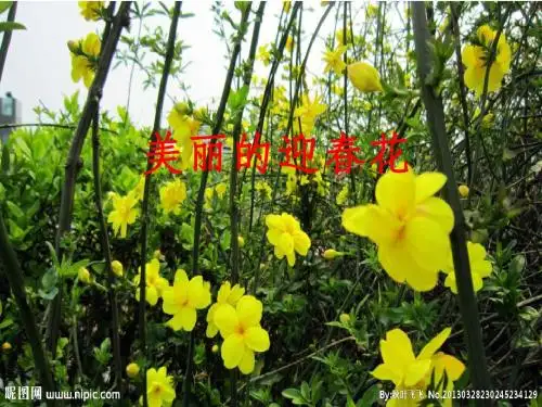 美丽的迎春花