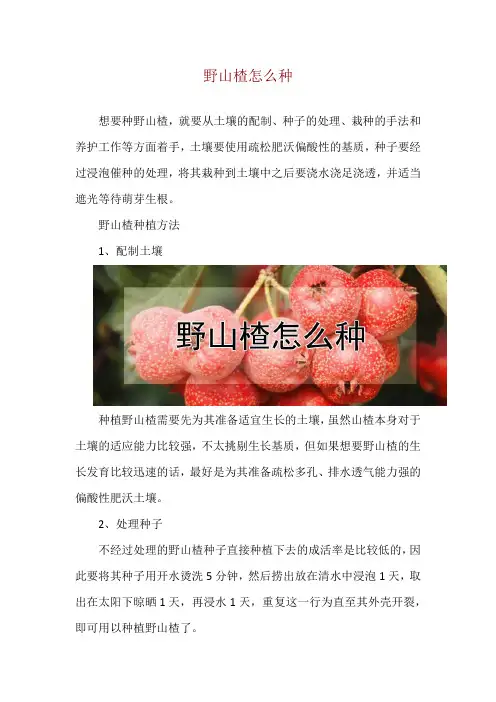 野山楂怎么种