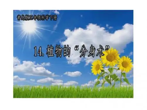 青岛版小学级科学五年级下册《植物的“分身术》课件