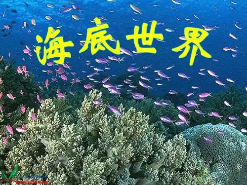 《海底世界》PPT之一课件(苏教版三年级语文下册课件)