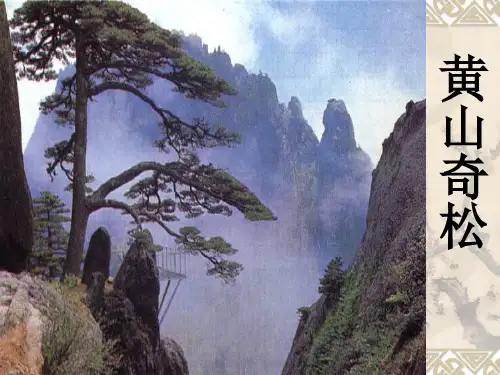 13黄山奇松