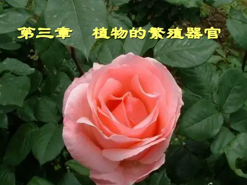 被子植物花的组成雄蕊花药花丝花瓣柱头花柱子房雌蕊花托花萼胚珠
