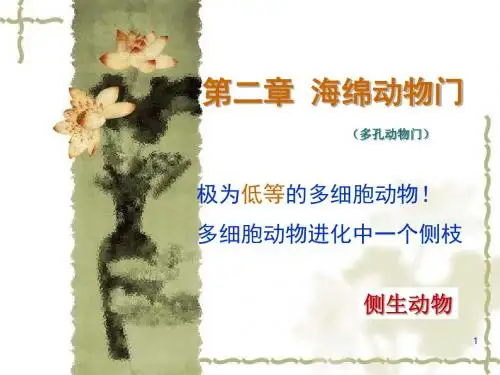 第二章海绵-PPT文档资料