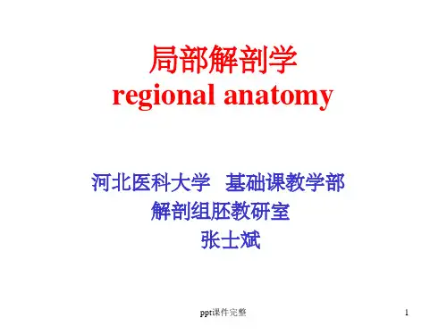 局部解剖学(颈部)