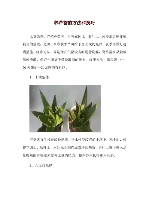 养芦荟的方法和技巧