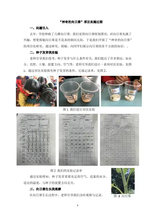 小学科学学生精品研究论文：“神奇的向日葵”项目实施过程