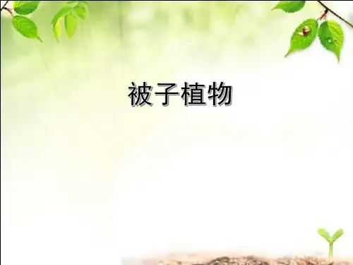 冀少版生物七年级上册1.3.6 被子植物 课件 