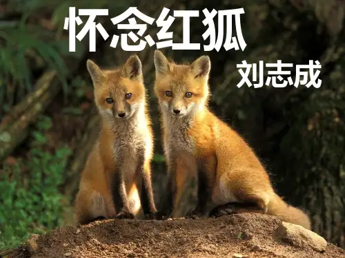 苏教版选修《现代散文选读》之《怀念红狐》 课件 (26张PPT)优秀课件