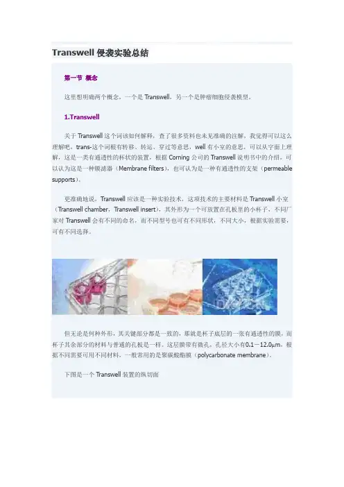 Transwell实验-超详细
