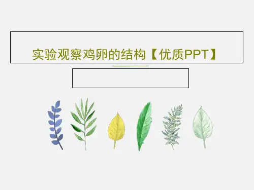 实验观察鸡卵的结构【优质PPT】17页PPT