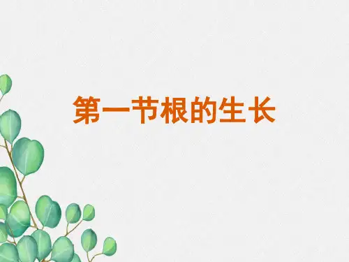 (新)冀教版生物八上《根的生长》公开课(课件) 