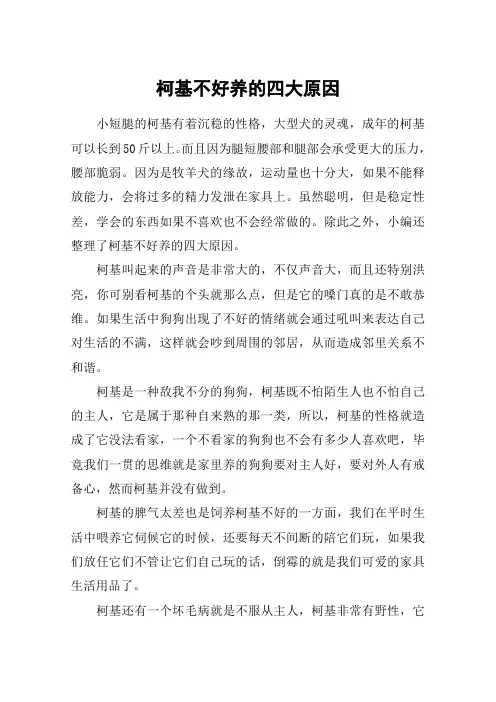 柯基不好养的四大原因