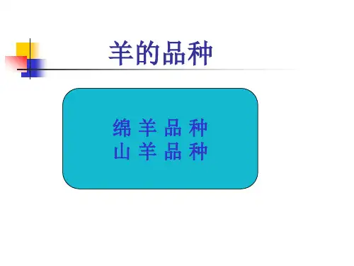 羊的品种