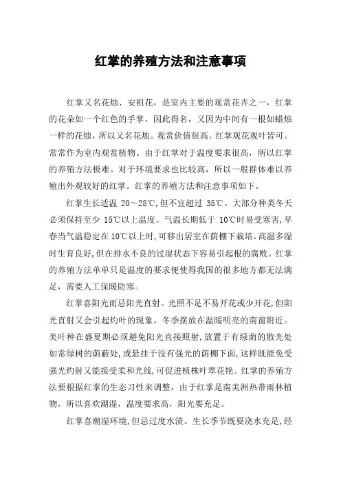 红掌的养殖方法和注意事项