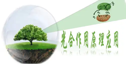 5.4.2 光合作用的原理及应用(第二课时)-高一生物课件(人教版2019必修1)