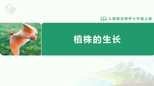 七年级-人教版-生物-上册-第二节-植株的生长