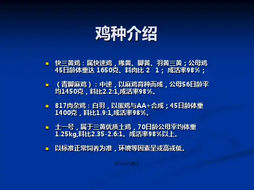 三黄鸡的饲养技术