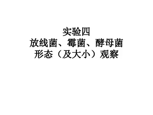实验四放线菌、霉菌、酵母菌形态及大小观察