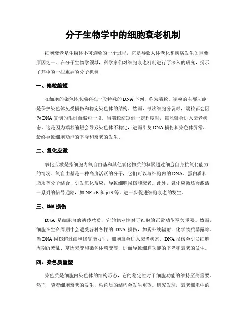 分子生物学中的细胞衰老机制
