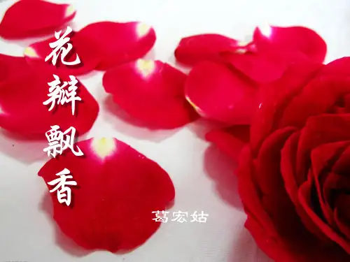 苏教版三年级语文下册《花瓣飘香》PPT课件(4篇)