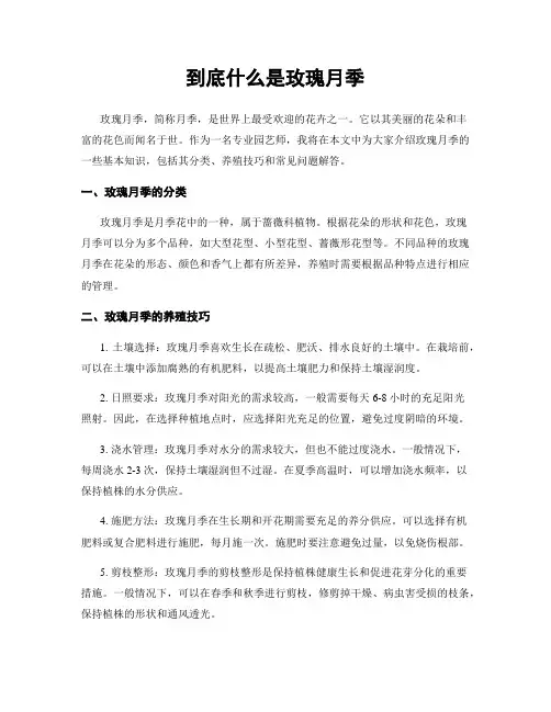 到底什么是玫瑰月季