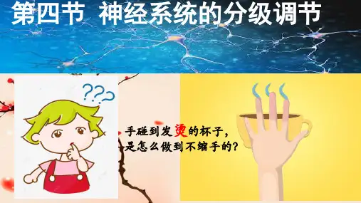 2 .4 神经系统的分级调节 课件【新教材】新人教版(2020)高中生物选择性必修一(共17张PPT)