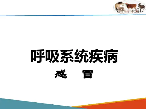 牛的呼吸器官疾病—呼吸道疾病(牛病防治技术课件)
