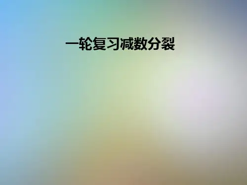 一轮复习减数分裂