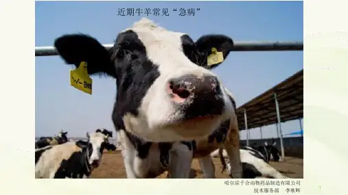 近期牛羊常见“急病”PPT精选文档