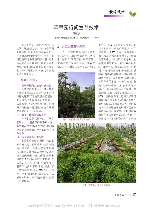 苹果园行间生草技术