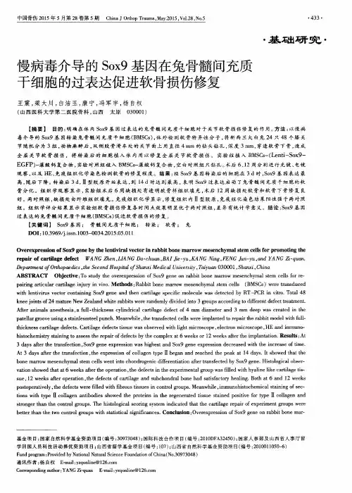 慢病毒介导的Sox9基因在兔骨髓间充质干细胞的过表达促进软骨损伤修复