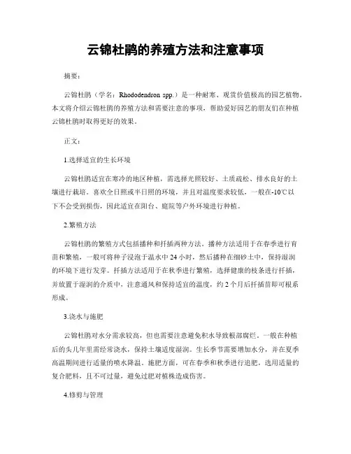 云锦杜鹃的养殖方法和注意事项