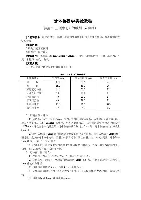 牙体解剖学实验教程