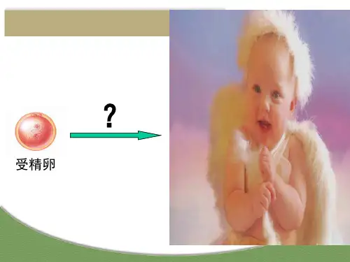 人教版生物必修一6.2《细胞的分化》教学配套课件(共25张PPT)优秀课件资料